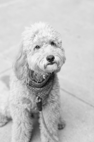 Portrait of Toby